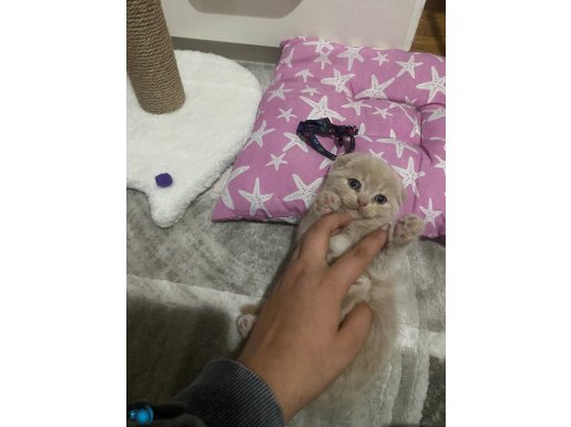 A KALİTE AYI SURAT ERKEK SCOTİSH FOLD BEBEK