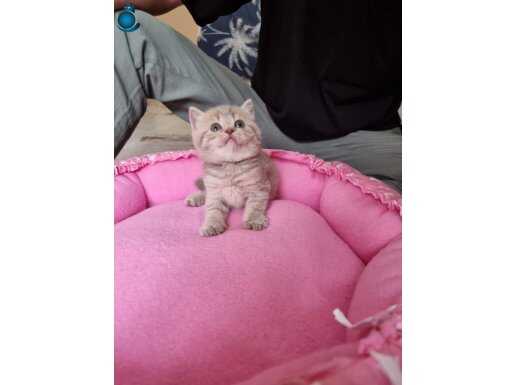 Ücretsiz sahiplendirme istanbul 