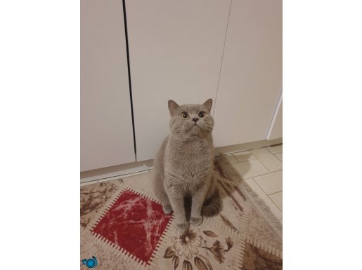 Esençil mizacıyla 2 yaşındaki Scottish Straight 