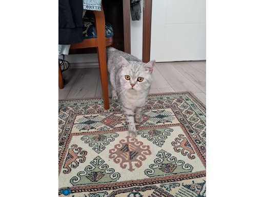 1.5 YAŞINDA SEVİMLİ BRİTİSH SHORTHAİR 