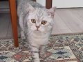 1.5 YAŞINDA SEVİMLİ BRİTİSH SHORTHAİR 