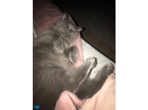 erkek british shorthair