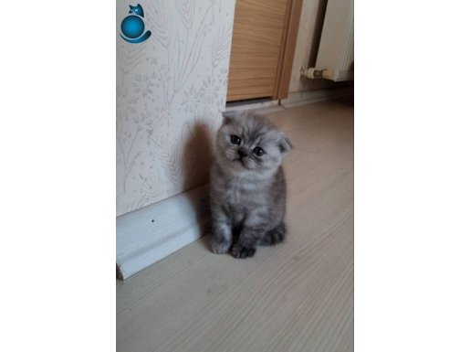 Bana yuva olur musun