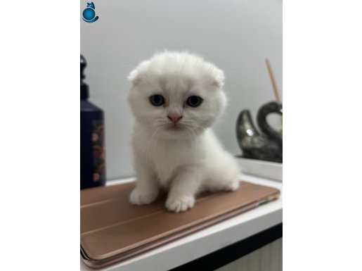 Scottish Fold yavruları dişi ve erkek