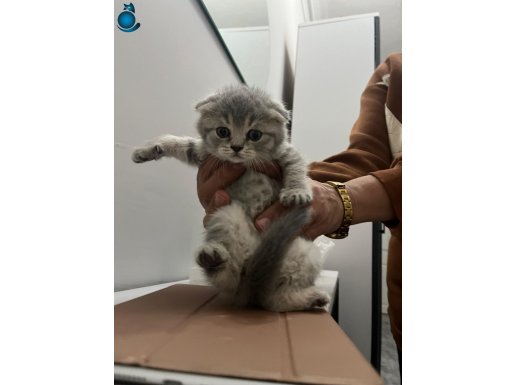 Scotish Fold yavruları