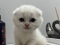 Scottish Fold yavruları dişi ve erkek