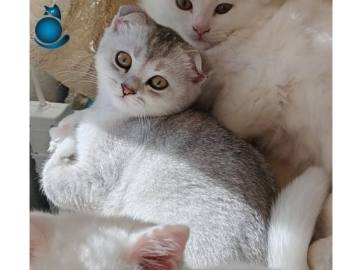 3 AYLIK SİLVER SCOTTİSH FOLD DİŞİ YAVRU