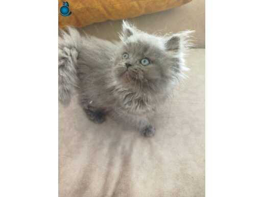 2 aylık kedi