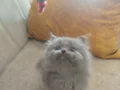 40 günlük kedi ilani