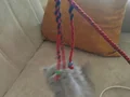 40 günlük kedi ilani