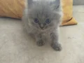 40 günlük kedi ilani