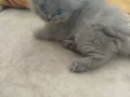 40 günlük kedi ilani