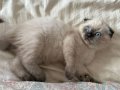 SCOTISH FOLD-SIAMESE(SİYAM) - KEDİMİZİN YAVRULARI ERKEK DİŞİ