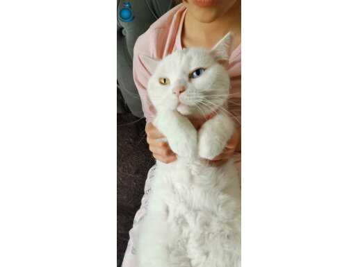 Gözleriyle Büyüleyen Van Kedisi Yavrusu Yeni Yuvayı Arıyor!