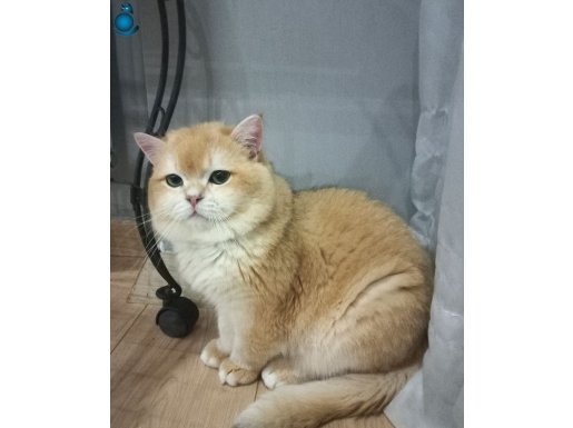 British shorthair DİŞİ VE ERKEK KEDİLERİMİZ