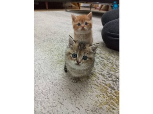 Safkan british shorthair bebekler