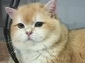 British shorthair DİŞİ VE ERKEK KEDİLERİMİZ