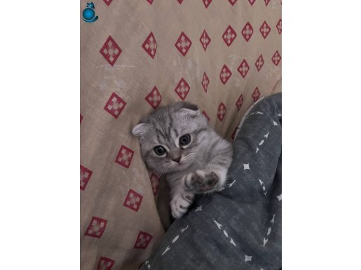 Masum bakışlı çok sevimli