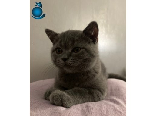 6 Aylık Safkan British Shorthair