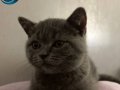 6 Aylık Safkan British Shorthair