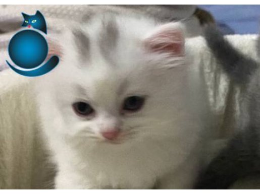 Safkan 2 Aylık Dişi Kedi