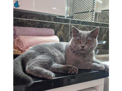 Safkan British Shorthair Erkek Yavru – Tüm Aşıları Tam 