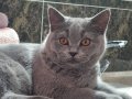 Safkan British Shorthair Erkek Yavru – Tüm Aşıları Tam 