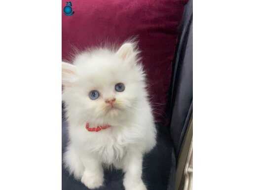 Yumak yumak birbirinden şirin yavrular brhitish longhair 