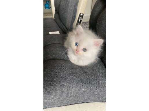 Brhitish longhair çok özel yavrular 