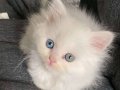 Brhitish longhair çok özel yavrular 