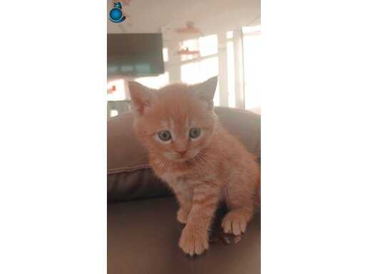 Minik aslan sahip arıyor 