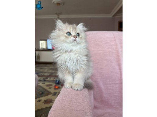 ŞAMPİYON KAN HATTINA SAHİP GOLDEN POINT DİSİ VE LILAC ERKEK