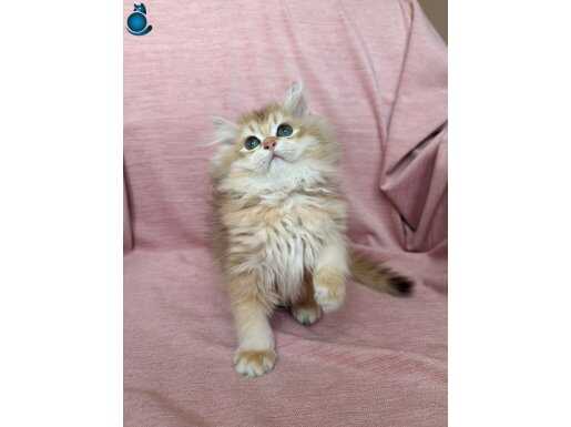 ŞAMPİYON KAN HATTINA SAHİP BY12 BRITISH ERKEK YAVRUMUZ