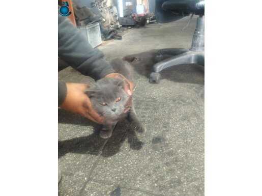 Temiz ev kedisi tuvalet eğitimi var.