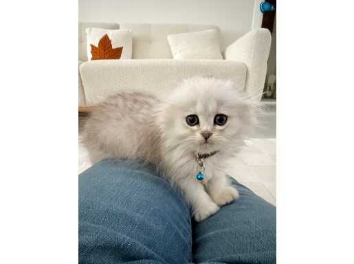 2 aylık scottish longhair yavru kedimiz