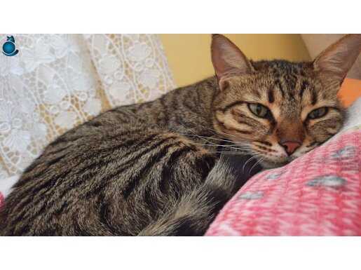 ANKARA'DA ÇİPLİ KONTES YUVA ARIYOR...ACİL YUVA !!!