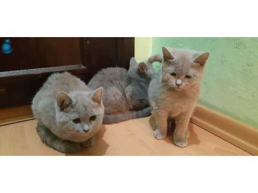 Ureticiden degil ailesinden