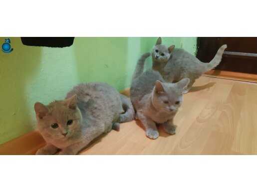 Yavru kedilerimize yuva