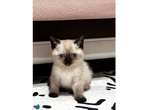 Yanında tüm malzemeleri ile british bebek kedi 