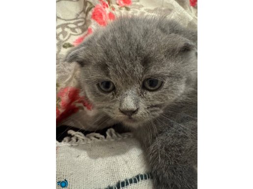 ACİL ANKARA İÇİ BRİTİSH SCOTİSH FOLD İLANI 2 AYLIK YAVRU