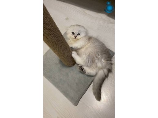 2 aylık oyuncu yavrumuz 