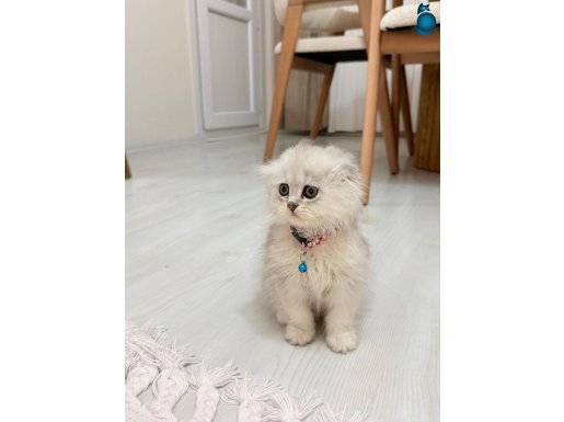 2 aylık oyuncu yavrumuz