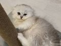 2 aylık oyuncu yavrumuz 