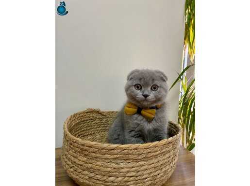 Şaşkın oğlan sahibini arıyor 