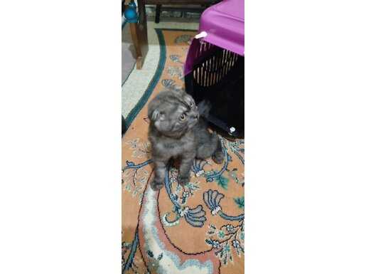 Scoctich oyuncul cana yakındır 