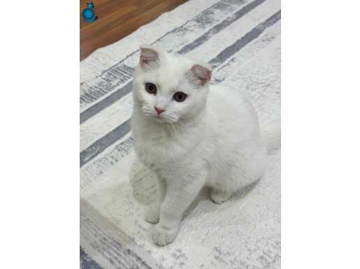 Küçük çocuğum var bakamıyorum 