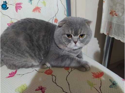 Acele edin British'ler bitiyor.....