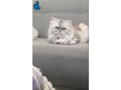 Kızlarımıza yuva arıyoruz 
