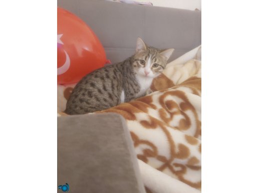 Yuva arıyoruz lütfen bize ev olun 