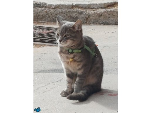 Ücretsiz ev kedisi 